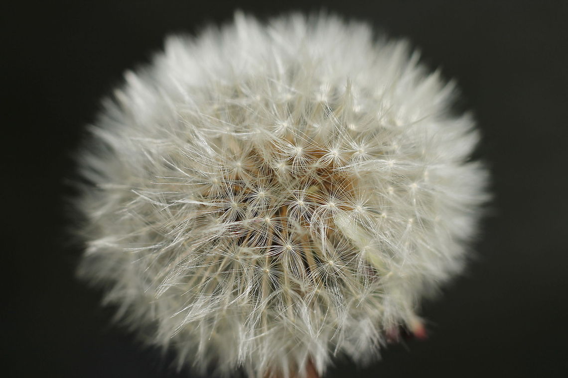 Fuzzy The background is black water of a dirty ditch. Geotagged,Taraxacum officinale,The Netherlands