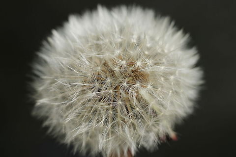Fuzzy The background is black water of a dirty ditch. Geotagged,Taraxacum officinale,The Netherlands