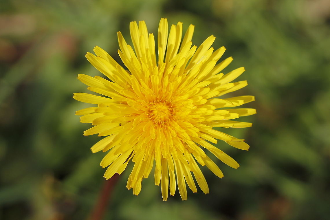 Dandelion  Geotagged,Taraxacum officinale,The Netherlands