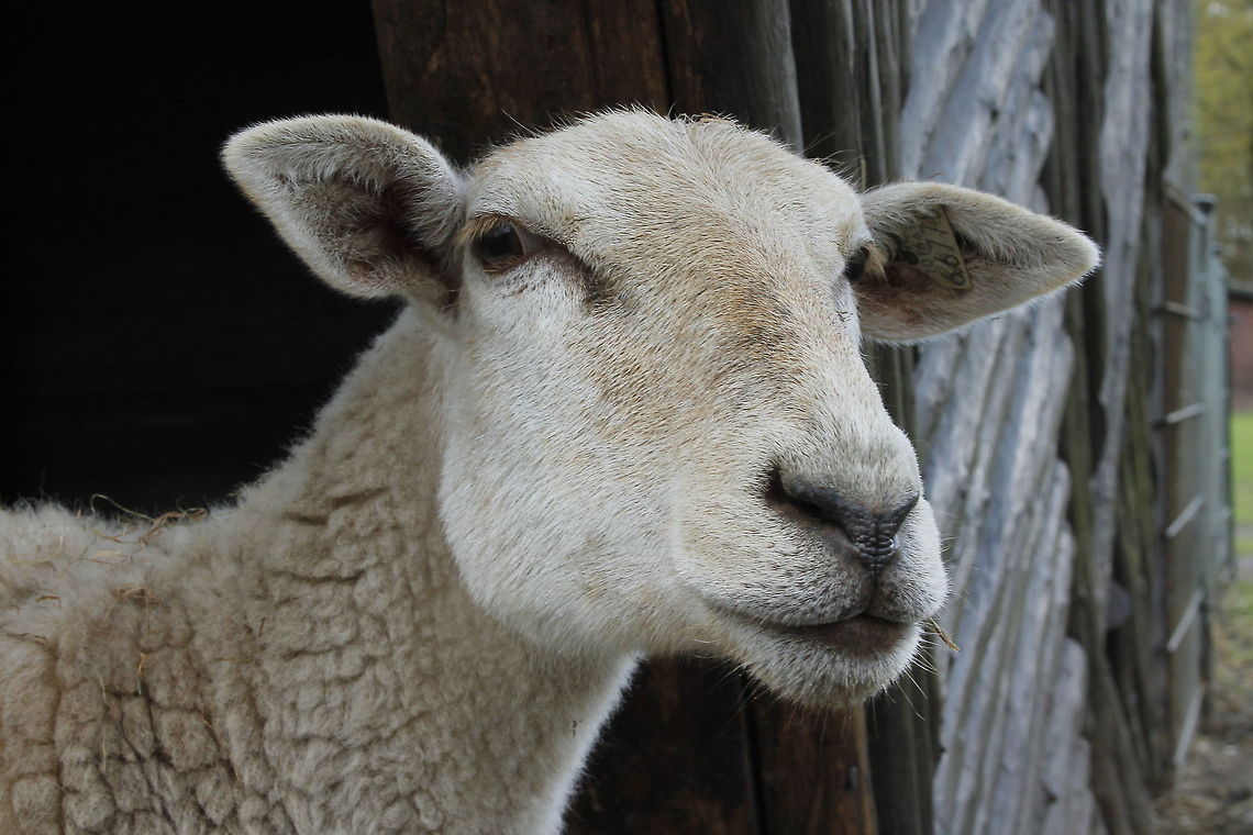 Beeeh! Hi there!  Geotagged,Mouflon,Ovis aries,The Netherlands