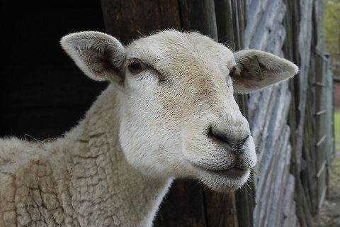 Beeeh! Hi there!  Geotagged,Mouflon,Ovis aries,The Netherlands