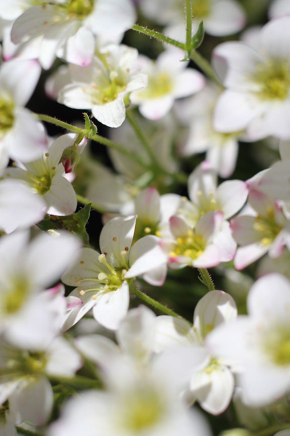 Little white flowers Mountain sandwort Arenaria montana,Geotagged,The Netherlands,arenaria montana
