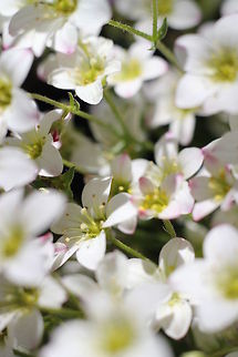 Little white flowers Mountain sandwort Arenaria montana,Geotagged,The Netherlands,arenaria montana