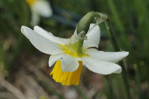 Lent lily in the rain This Narcissus pseudonarcissus (commonly known as wild daffodil or Lent lily) is shot on a rainy day with 50 mm prime lens and extension tube of 12 mm. Geotagged,Narcissus pseudonarcissus,The Netherlands
