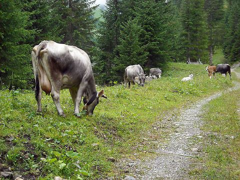 Alpenwiese A couple of ladies in the Alps. Austria,Bos primigenius indicus,Bos primigenius taurus,Cattle,Geotagged