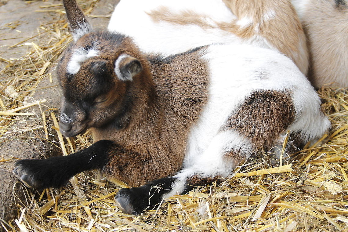Sleepy This young goat was sleeping his shoot at the animal farm. Capra aegagrus hircus,Domestic Goat,Geotagged,The Netherlands