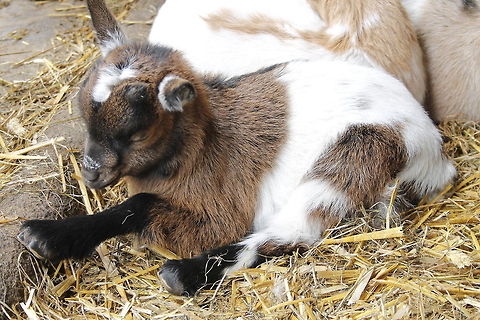 Sleepy This young goat was sleeping his shoot at the animal farm. Capra aegagrus hircus,Domestic Goat,Geotagged,The Netherlands