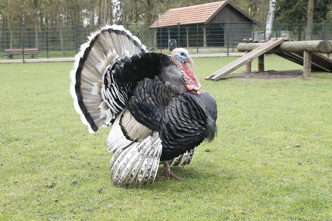 Am I lovely? This male turkey was seducing a female turkey during his photo shoot. Geotagged,Meleagris gallopavo,The Netherlands,Wild Turkey