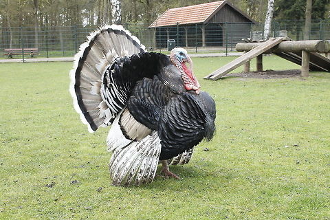Am I lovely? This male turkey was seducing a female turkey during his photo shoot. Geotagged,Meleagris gallopavo,The Netherlands,Wild Turkey