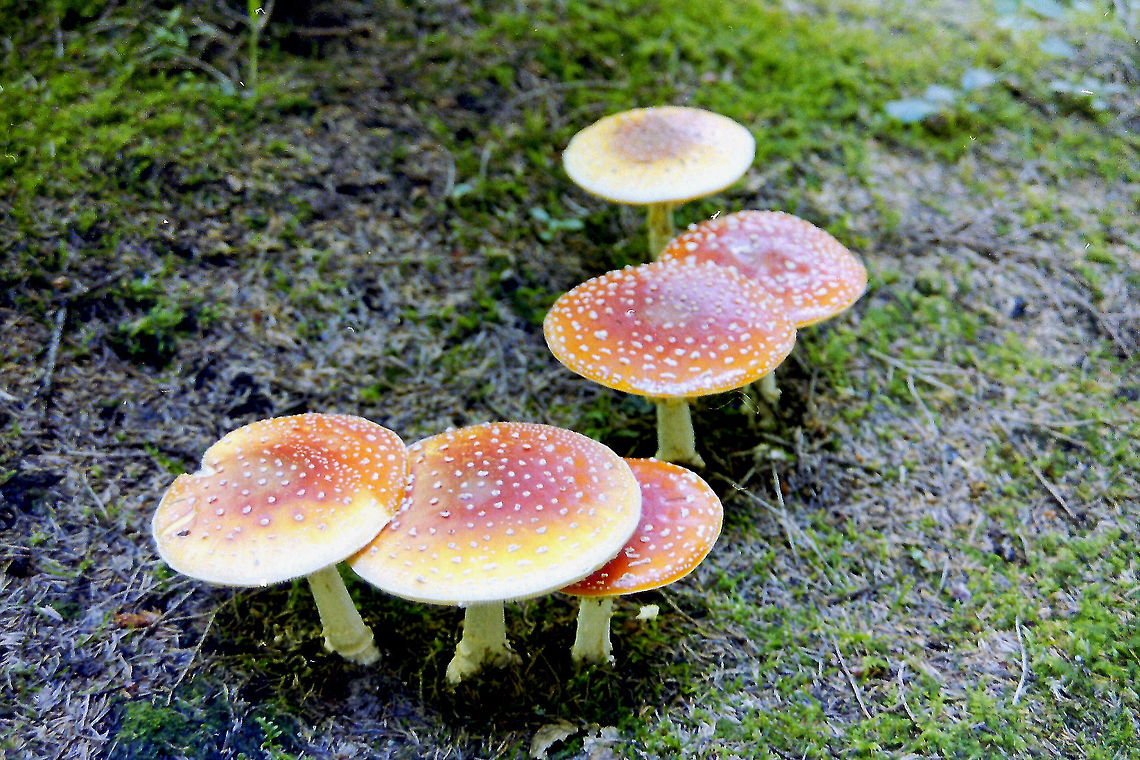 Come on over flies Fly agaric (taken with a Minolta Dynax 3000i in August 2002) Amanita muscaria,Austria,Geotagged