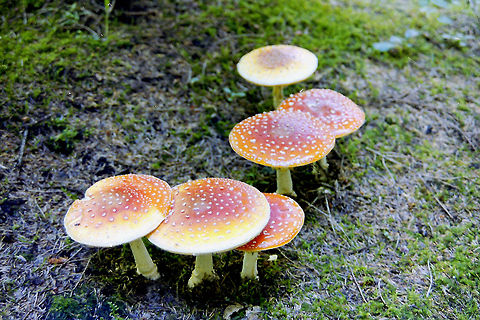 Come on over flies Fly agaric (taken with a Minolta Dynax 3000i in August 2002) Amanita muscaria,Austria,Geotagged