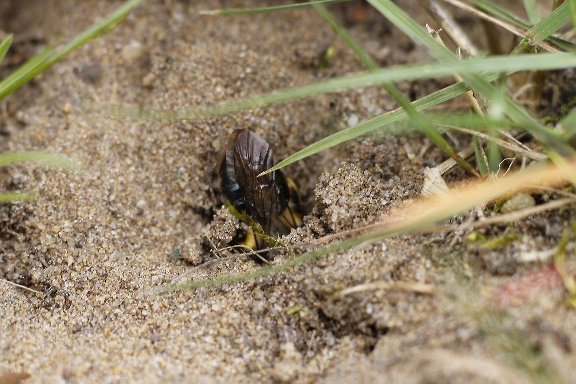 C U later Ashy Mining Bee (Andrena cineraria), in Dutch "zandbij". Not in wikipedia!<br />
<br />
This bee is digging a hole in the sand nearby a pool.<br />
<br />
 Andrena cineraria,Geotagged,The Netherlands