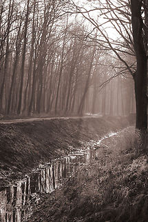 In the misty woods Weerterbossen Geotagged,The Netherlands