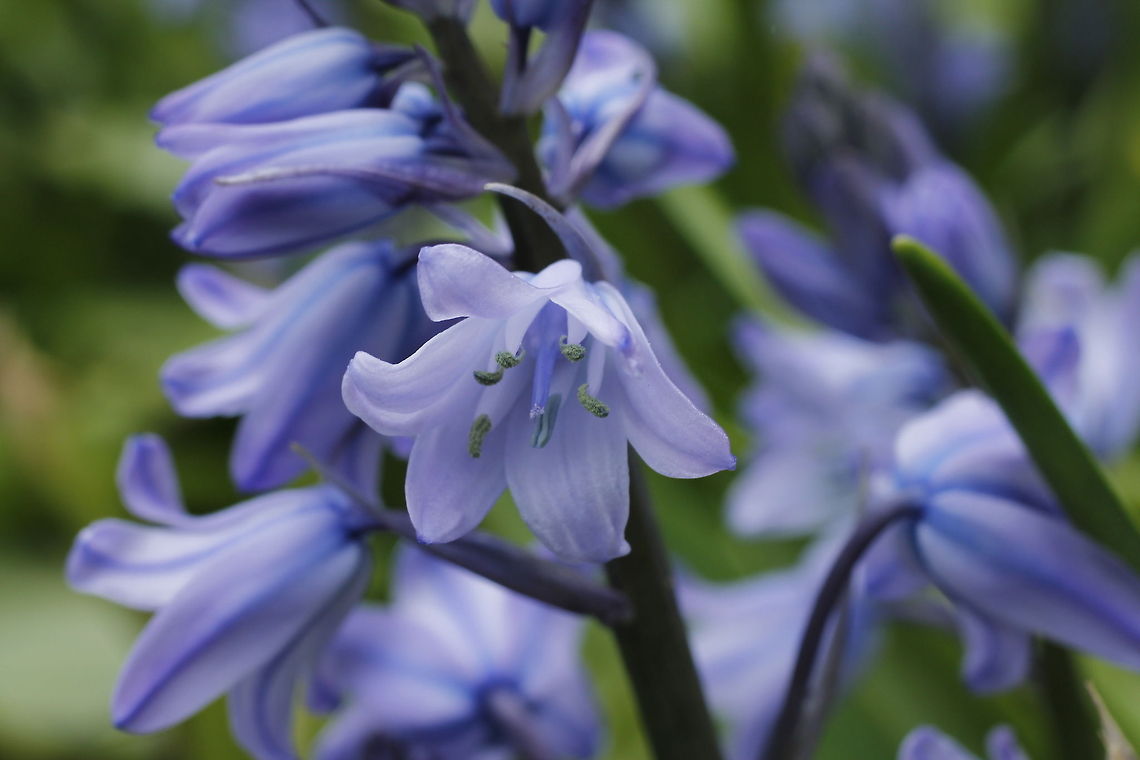 Bluebell  Geotagged,Hyacinthoides hispanica,The Netherlands