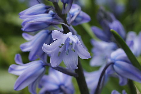Bluebell  Geotagged,Hyacinthoides hispanica,The Netherlands