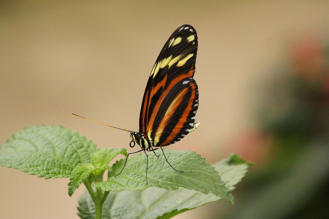 Ismenius Tiger or Tiger Heliconian  Berkenhof,Geotagged,Heliconius hecale,Heliconius ismenius,The Netherlands,Tiger Longwing
