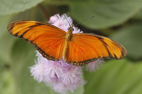 The Flame  Berkenhof,Dryas iulia,Geotagged,The Netherlands