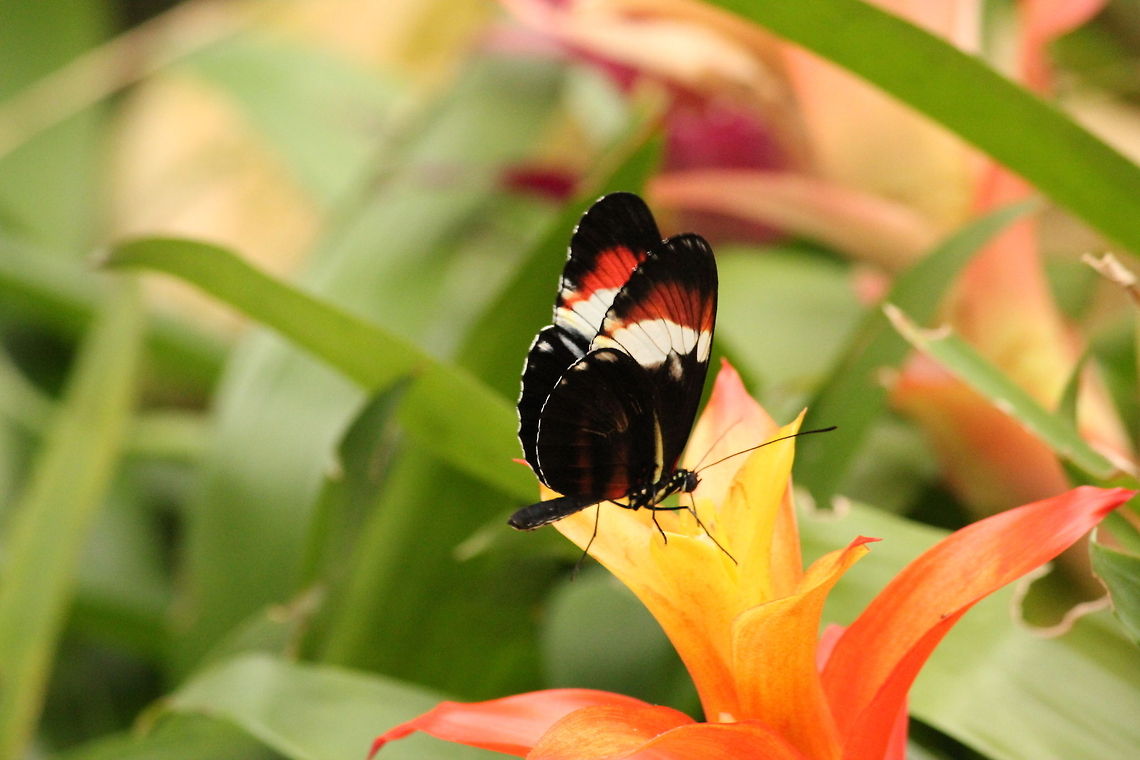 Cydno Longwing Searching for passion flowers and bromelia. Berkenhof,Cydno Longwing,Geotagged,Heliconius cydno,The Netherlands