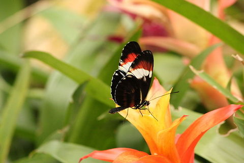 Cydno Longwing Searching for passion flowers and bromelia. Berkenhof,Cydno Longwing,Geotagged,Heliconius cydno,The Netherlands