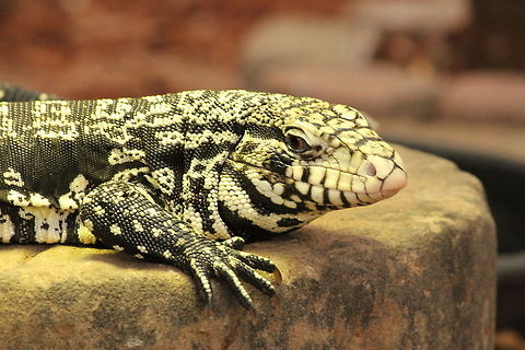 Black and White Tegu Argentine giant Tegu Argentine Black and White Tegu,Berkenhof,Geotagged,The Netherlands,Tupinambis merianae