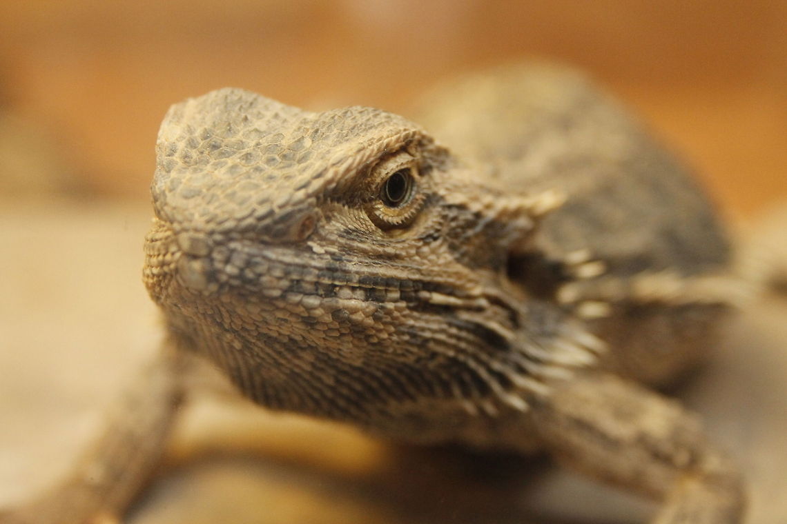 Kiss, kiss? central bearded dragon Berkenhof,Geotagged,Pogona vitticeps,The Netherlands