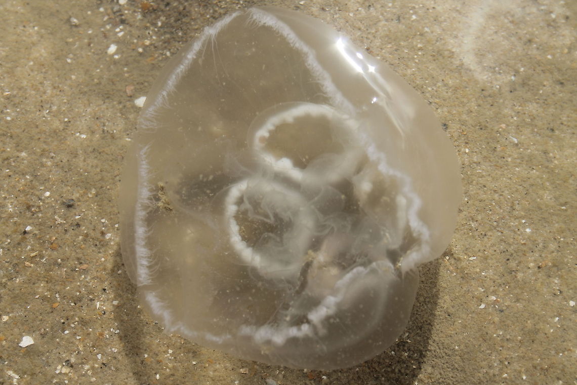 Jellyfish in the water Aurelia aurita API API,Aurelia aurita,Geotagged,The Netherlands