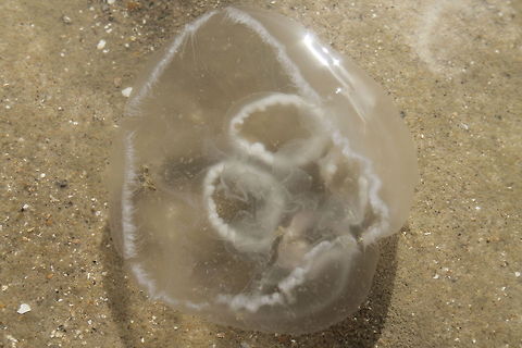 Jellyfish in the water Aurelia aurita API API,Aurelia aurita,Geotagged,The Netherlands