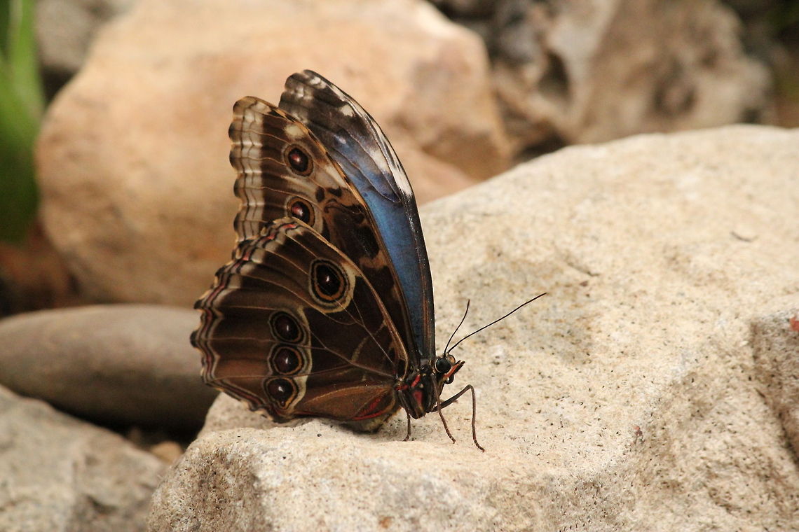 Peleides Blue Morpho  Berkenhof,Geotagged,Morpho peleides,Peleides Blue Morpho,The Netherlands