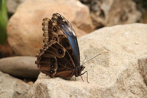 Peleides Blue Morpho  Berkenhof,Geotagged,Morpho peleides,Peleides Blue Morpho,The Netherlands