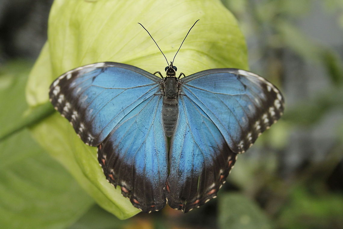 Beauty in blue When this butterfly drinks juice from rotten fruit or juice from wounded plants it keeps it's wings closed. So it was hard to capture this beauty with open wings.<br />
Check out the video about the iridescent blue on the wings. Berkenhof,Geotagged,Morpho peleides,Peleides Blue Morpho,The Netherlands