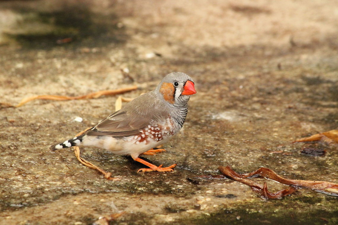 Zebra Finch Are you watching me? Berkenhof,Geotagged,Taeniopygia guttata,The Netherlands,Zebra Finch