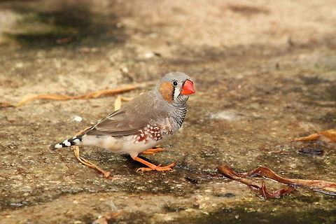Zebra Finch Are you watching me? Berkenhof,Geotagged,Taeniopygia guttata,The Netherlands,Zebra Finch