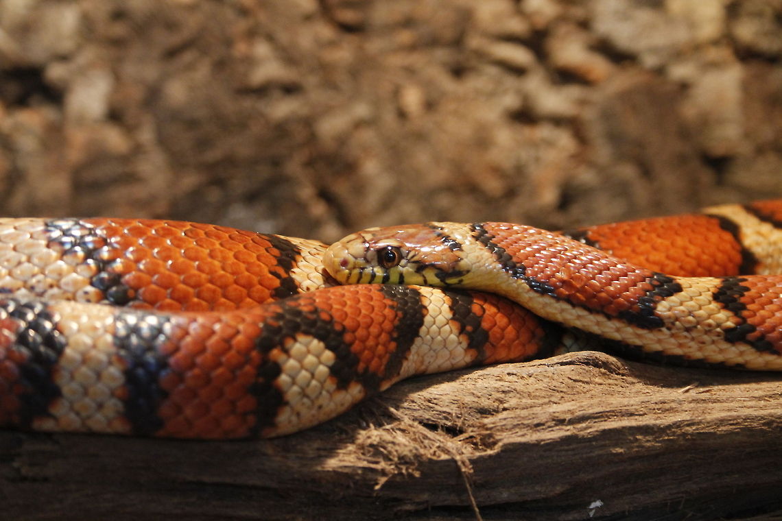 Pantherophis Lampropeltis Pantherophis Sp. X Lampropeltis Sp. (hybride) Berkenhof,Corn snake,Geotagged,Pantherophis guttatus,The Netherlands