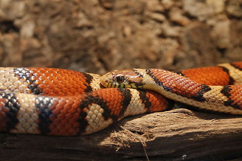 Pantherophis Lampropeltis Pantherophis Sp. X Lampropeltis Sp. (hybride) Berkenhof,Corn snake,Geotagged,Pantherophis guttatus,The Netherlands