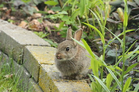 Caught in the act! This wild rabbit was just eating my front garden plants. And it seems the rabbit likes them, because it's licking its lips. European Rabbit,Geotagged,Oryctolagus cuniculus,The Netherlands