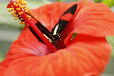 Heliconius melpomene rosina Mmm very tasty those hibiscus flowers... Berkenhof,Common Postman,Geotagged,Heliconius melpomene,The Netherlands