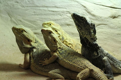 Frill-necked lizard and Central bearded dragons Look up! Frill-necked lizard on the right (Chlamydosaurus kingii) and three Central bearded dragons (Pogona vitticeps) Berkenhof,Chlamydosaurus kingii,Frill-necked lizard,Geotagged,The Netherlands