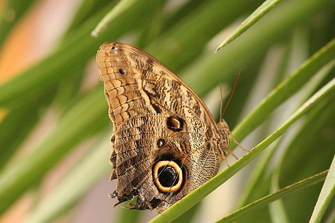 Yellow-edged Giant Owl Butterflies in the genus Caligo are commonly called owl butterflies, after their huge eyespots, which resemble owls' eyes. The yellow-edged Giant Owl (Caligo atreus) is a butterfly of the Nymphalidae family. The species can be found from Mexico to Peru. The wingspan is 140&ndash;160 mm. 

The larvae feed on Musa and Heliconia species and can be a pest for banana cultivation. Adults feed on juices of rotting fruit. Berkenhof,Caligo atreus,Geotagged,The Netherlands,Yellow-edged Giant Owl