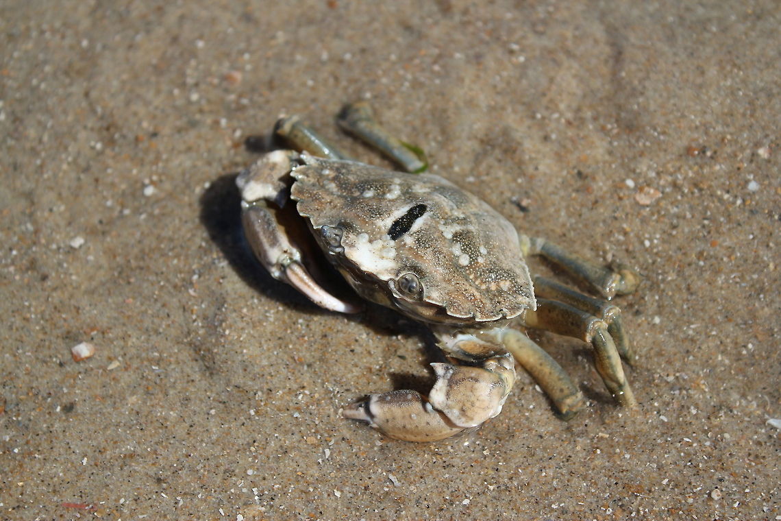 Littoral crab The crab was tyring to hide in the sand, but he wasn&#039;t quick enough for my camera. Carcinus maenas,Geotagged,The Netherlands