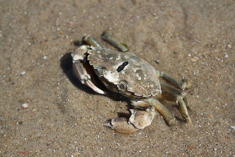 Littoral crab The crab was tyring to hide in the sand, but he wasn't quick enough for my camera. Carcinus maenas,Geotagged,The Netherlands