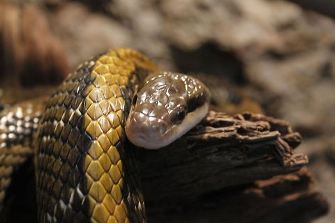 Rat snake Rat snake (elaphe taeniura). The beauty snake elaphe taeniura is a large and slender ratsnake ranging from 4&frac12; - 8 ft (139cm-250cm), in length. They are active during the day as well as at night and can be found in a great varity of habitats ranging from forest to cultivated fields to human settlements to caves. Berkenhof,Geotagged,Orthriophis taeniurus,The Netherlands,beauty rat snake