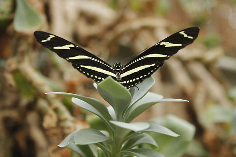 Zebra butterfly Males patrol for females, and are also attracted to female chrysalids. A male will wait on the chrysalis and mate with the female as she is about to emerge. He then deposits on her abdomen a chemical than repels other males. Berkenhof,Geotagged,Heliconius charithonia,The Netherlands,Zebra Longwing