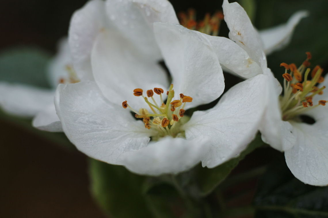 Apple blossom Apple blossom in the rain. Apple,Geotagged,Malus domestica,The Netherlands