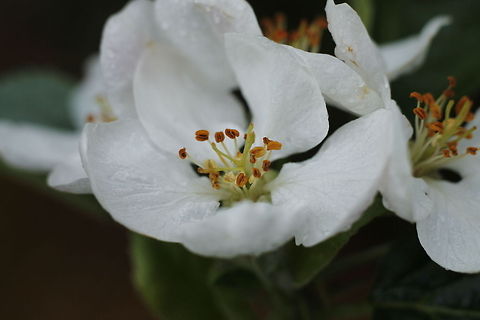 Apple blossom Apple blossom in the rain. Apple,Geotagged,Malus domestica,The Netherlands