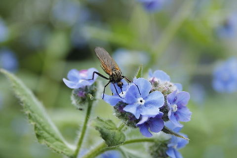 Dance fly  Empis tessellata,Geotagged,The Netherlands