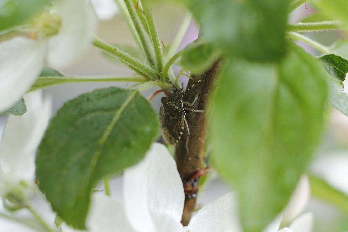 Shieldbug  Geotagged,Rhaphigaster nebulosa,The Netherlands
