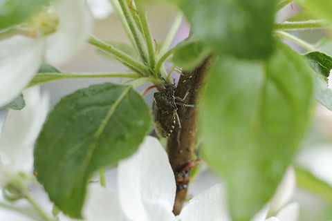 Shieldbug  Geotagged,Rhaphigaster nebulosa,The Netherlands