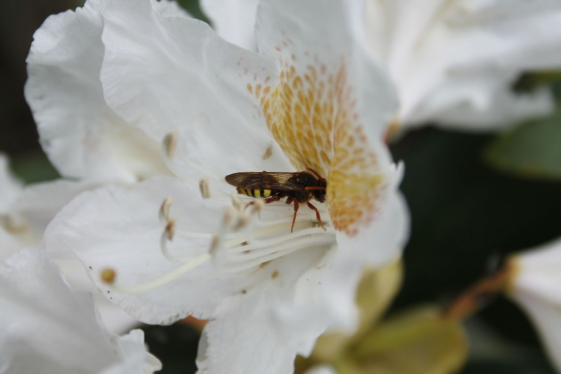 European paper wasp  Geotagged,Polistes dominula,The Netherlands