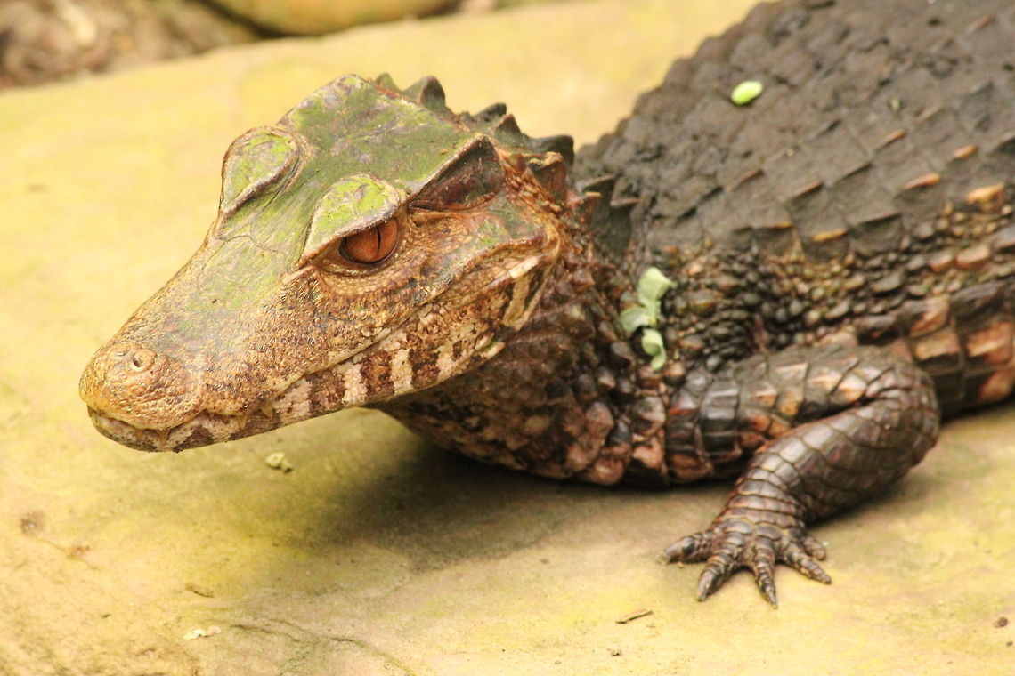 Cuviers dwarf caiman  Berkenhof,Cuviers dwarf caiman,Geotagged,Paleosuchus palpebrosus,The Netherlands