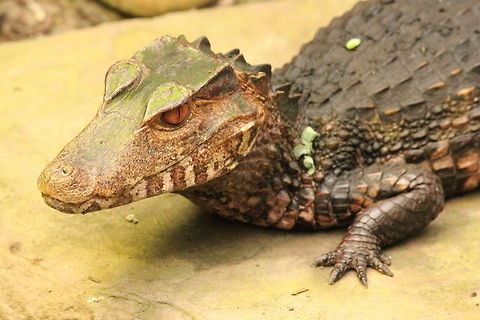 Cuviers dwarf caiman  Berkenhof,Cuviers dwarf caiman,Geotagged,Paleosuchus palpebrosus,The Netherlands